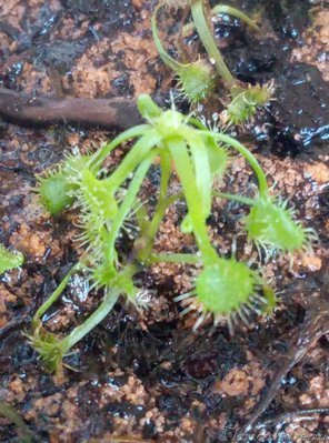 Выжившая росяночка