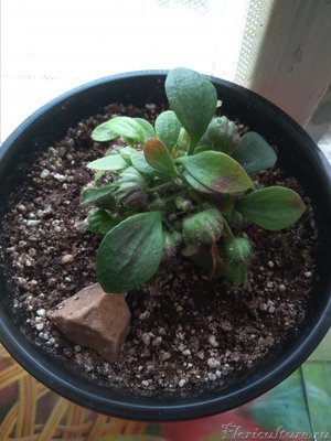 Материнское растение