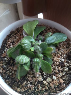 Деленка номер 1