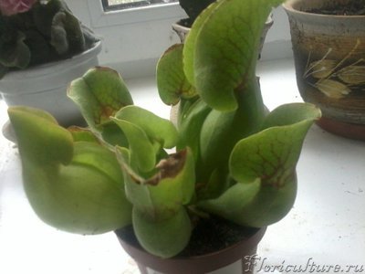 Моя саррацения