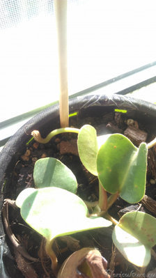 Трунката новый лист и начал набирать кувшин.