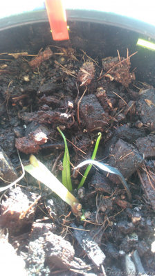 Черенок глабрата.дал детку и ещё одна на подходе.