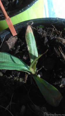 Спектабилис.