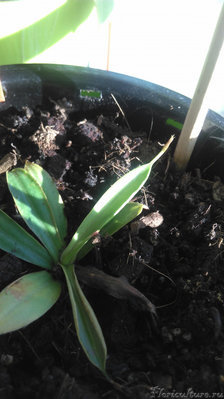 Рейнвартдиана .