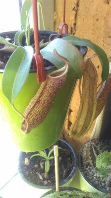 Тот самый без имённый.