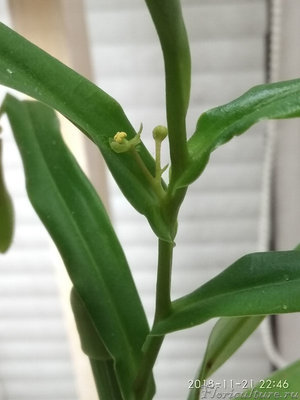 Зацвел N. gracilis. Мужчинка.