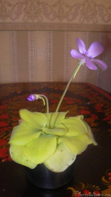 цветение Pinguicula Tina.jpg