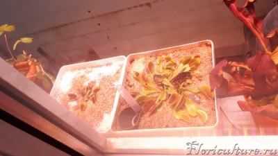 цвет света сумрачным утром)