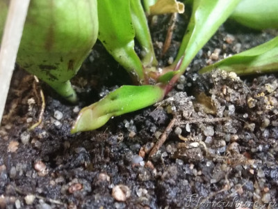 А эти листки такого маленького размера уже около 3х недель , рост есть , но очень незначительный ... я же правильно понял , что проблема в освещении ?