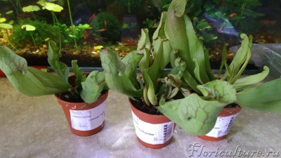 вот в таком состоянии растения.