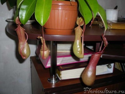 Больше кувшинчиков...