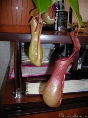 А это целенькие кувшинчики, еще не подвявшие