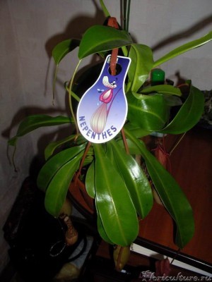 Nephentes неизвестный :)