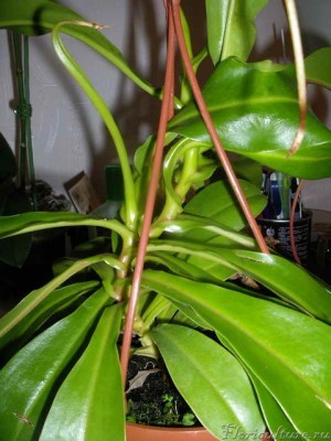 Фото основания стебля, стебля и зеленой массы