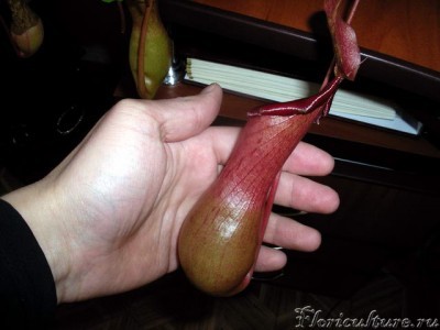 А это самый большой и сочный кувшинчик в сравнении с моей рукой :)