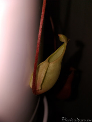 А вот так кувшины начинают расти, сначала бледно зеленые, потом начинают коричневеть.