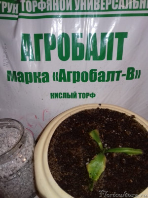 WhatsApp Image 2019-03-20 at 07.49.42.jpeg