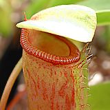 nepenthes tobaica x ventricosa 2.JPG