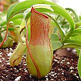 nepenthes tobaica x ventricosa 1.JPG