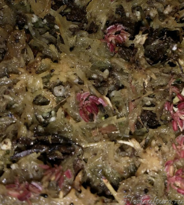 Вон на той, что в центре, уже две почернели