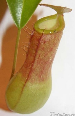 Кувшин моего непентеса