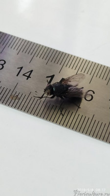 Мясистая такая.