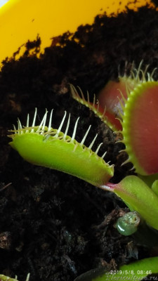 Ловушка максимально закрыта.