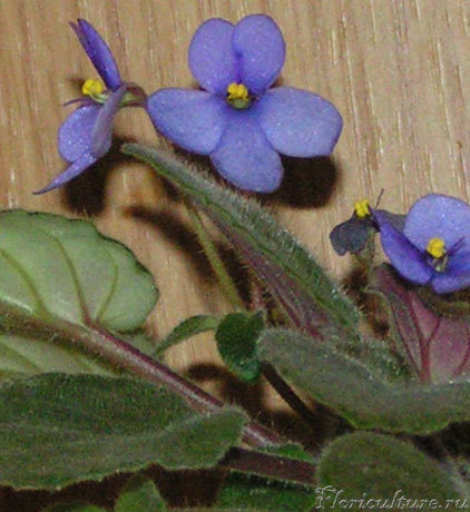 Saintpaulia house of Amani