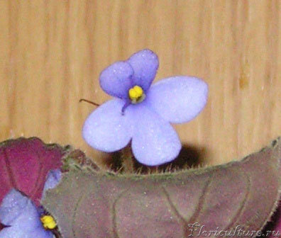 Saintpaulia ionantha