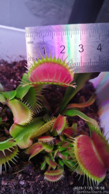 Большой рот (если не обманули меня)