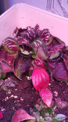 Основная колония