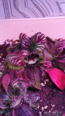 Основная колония другой ракурс