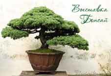 00_0703_bonsai.jpg