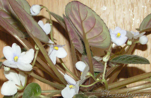 Saintpaulia diplotricha Parker