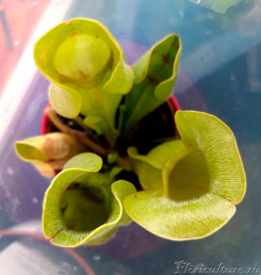 Такой она была в магазине 3 июня