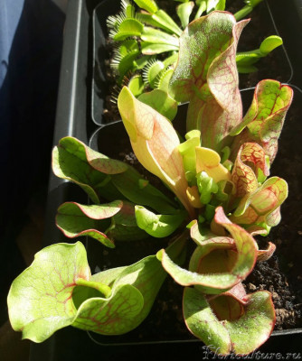 А такая она выросла за лето. В правом нижнем углу тот же лист, что и на первом фото