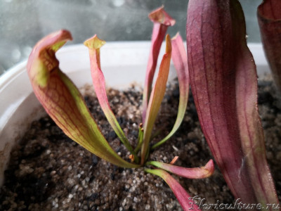 Пациент номер один. Единственный доступный для запихивания корма кувшин - слева. Находился в таком состоянии с весны, новых кувшинов не было. Результат кормления - кувшин справа на фото. Он ещё не сформировался, но видно что по размерам догоняет большой рабочий