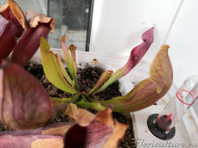 Пациент два. Два рабочих кувшина на переднем плане, крайне медленное развитие. После кормления - буквально неделя и у нас новый здоровый (по меркам растения) кувшин.