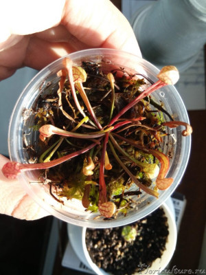 Кстати, вспомнила, что еще не успела похвастаться новым приобретением  :)