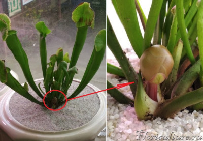 сарр цвет.jpg