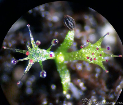 drosera3.jpg