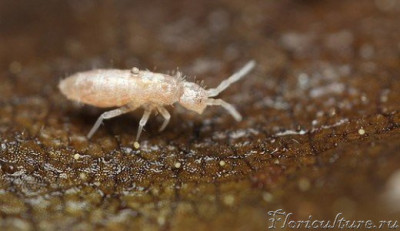 личинка подур.jpg