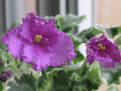 &amp;quot;разочарование&amp;quot;