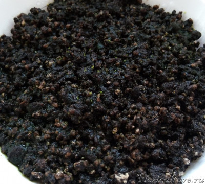 D. spatulata var. lovellae