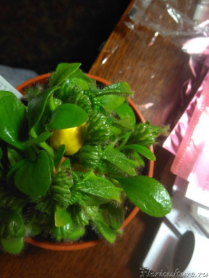 Что с ним такое?