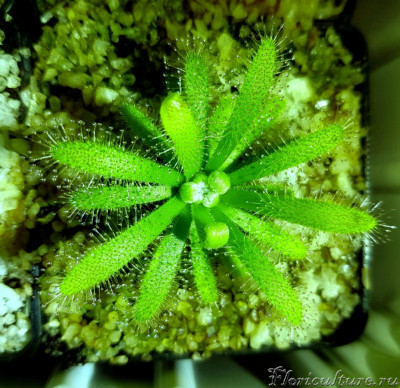 Drosera graomogolensis.jpg