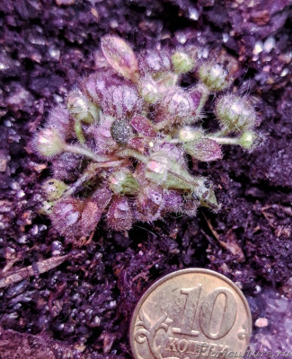 Фото от 16 сентября. За следующие полтора месяца ничего существенно не изменилось.