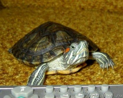 решил освоить пульт от телевизора...