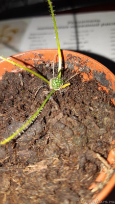 Drosera filiformis 2.jpg