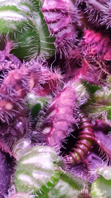 Кончик крышки кувшина